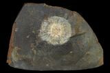Fossil Winged Walnut (Juglandaceae) Fruit - North Dakota #133027-1